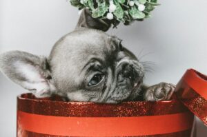 gray puppy in red box