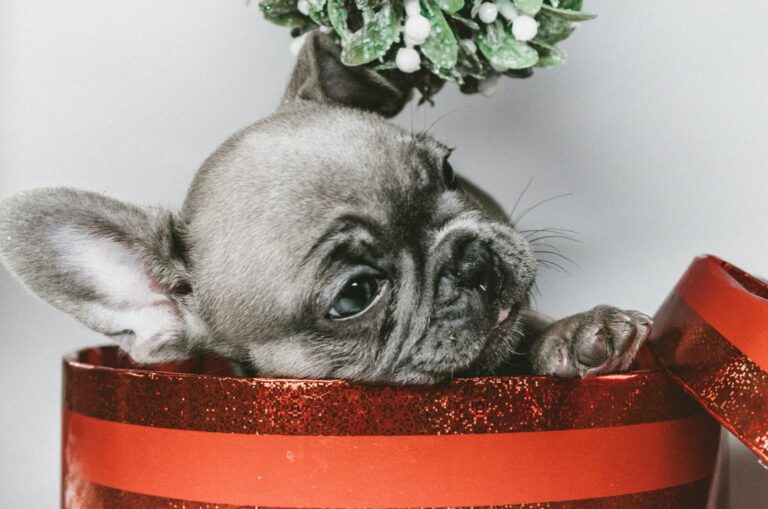 gray puppy in red box
