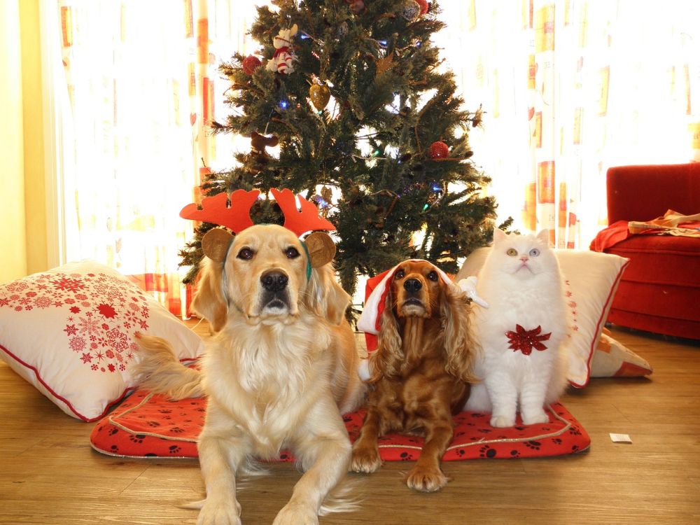 Navidad con Perros: Cuidados Especiales y Cómo Decorar Tu Casa
